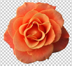 Клипарт цветок — оранжевая роза, для Фотошоп в PSD и PNG, без фона